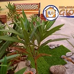 Bed & Breakfast Gioia 3*